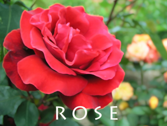 サマーセール対象】コーン香 たっぷりお香パック [12個入り